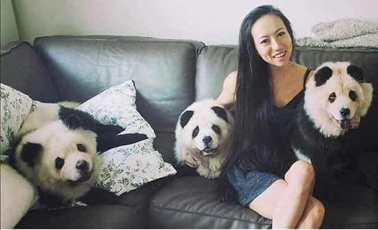 Perros son disfrazados de pandas para evitar ser alimento en China