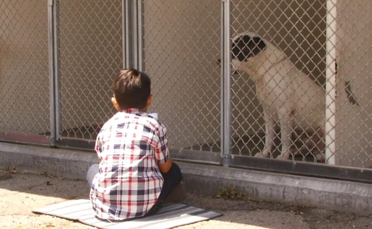 Niño autista mejora leyendo y dando amor a perros de refugio