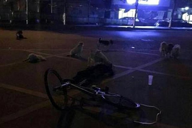 Foto_Perros_Amor_Dueña 1