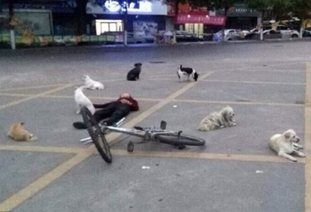 Foto_Perros_Amor_Dueña