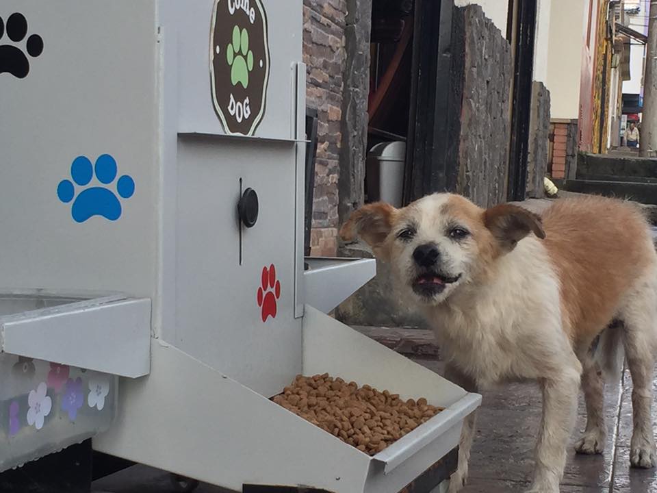 Comederos Públicos para perros y gatos se expanden en Colombia, México y Chile