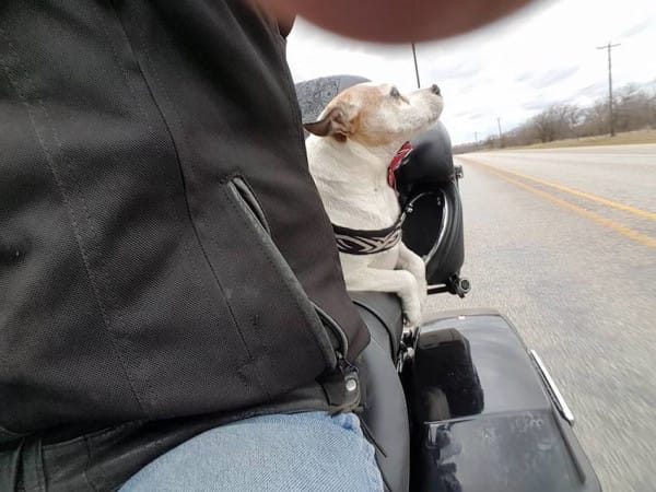 Motociclista salva perro golpeado
