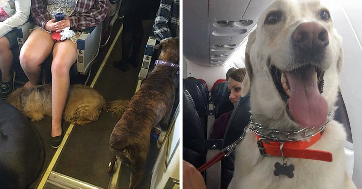 Perros todas razas y tamaños viajan en cabina avión escapando incendio Canadá