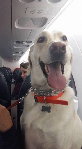 Perros viajan en cabina avión escapando incendio Canada