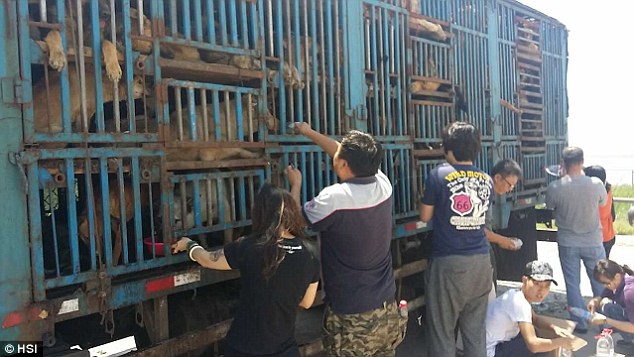 Activistas detienen 3 días camión con 200 perros serían alimento