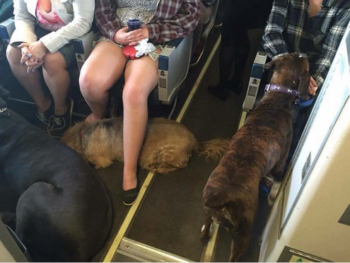 Perros viajan en cabina avión escapando incendio Canada