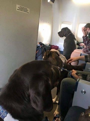 Perros viajan en cabina avión escapando incendio Canada