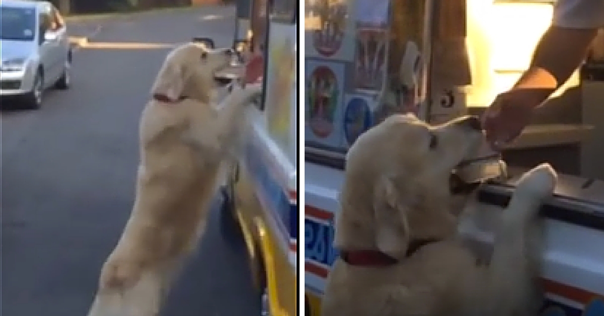 ¡Conoce al perro que es tan fan de helados que los compra él mismo!