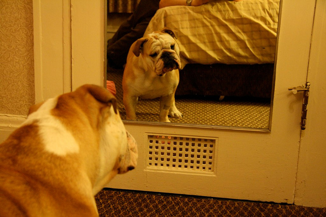 perro reconoce en el espejo