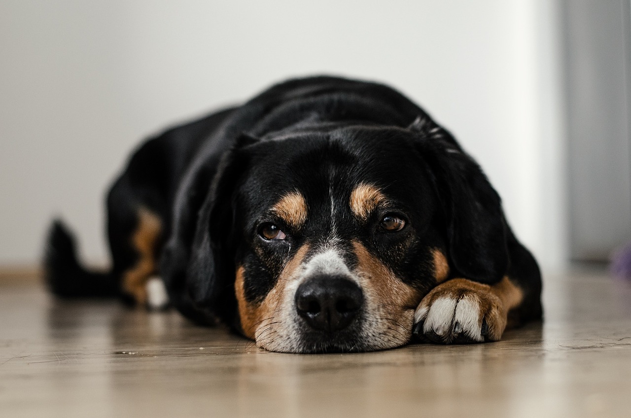 10 cosas comunes en casa que pueden envenenar a tu perro
