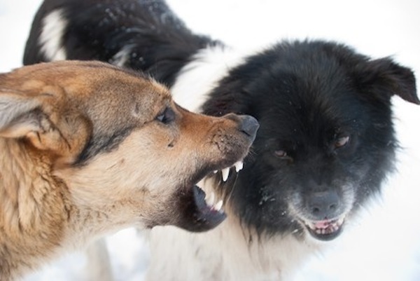Las 11 razones por qué un perro es agresivo