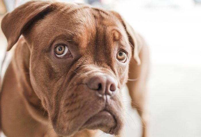 3 órdenes básicas podrían salvar la vida de tu perro