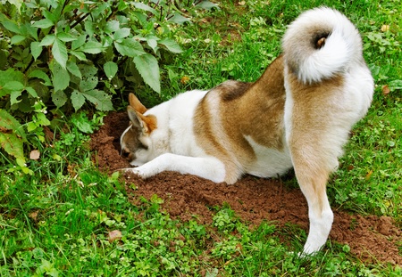 5 razones por qué los perros excavan hoyos en el jardín