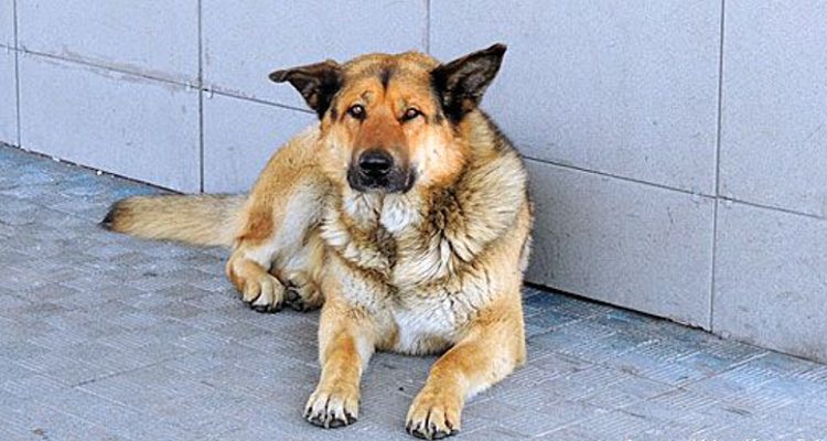 Pasajero abandona su perro en aeropuerto, perro fielmente espera.