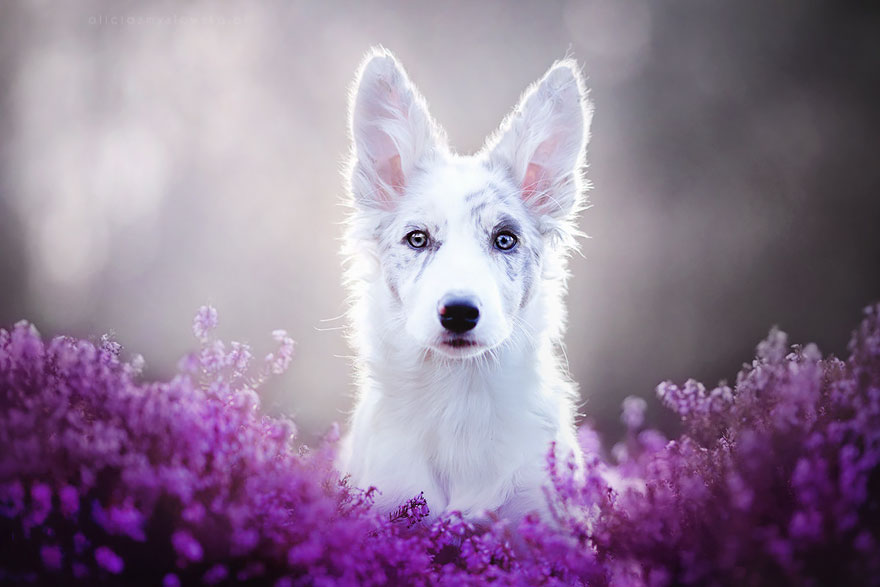 8 fotografías inspiradas en el gran amor a los perros de artista polaca