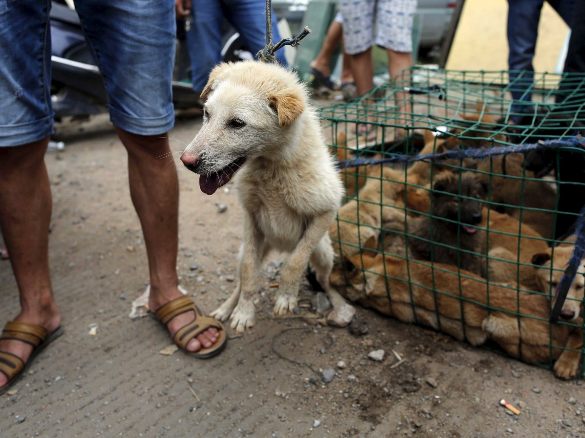 Tensión al máximo por Inicio de Festival de Carne de Perro de Yulin, China