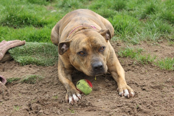 Pitbull epiléptico que nadie quería adoptar será estrella en película de “Transformers“