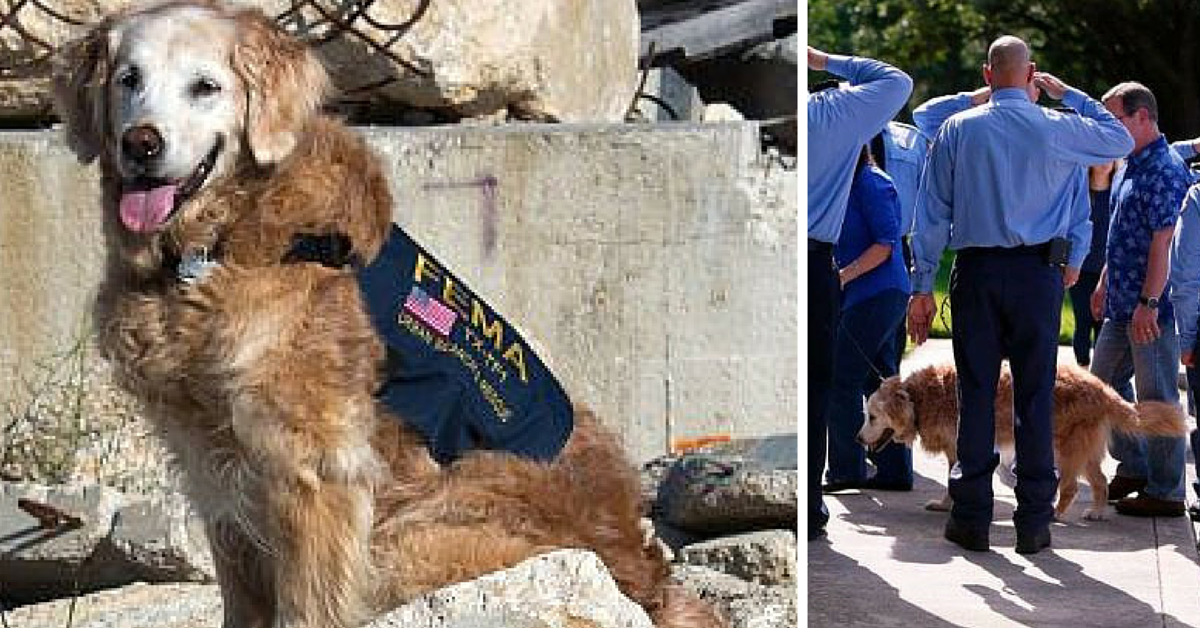 Muere último perro rescatista ataques terroristas del 9/11. Decenas de oficiales lo despiden