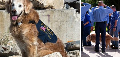 Muere último perro rescatista de ataques terroristas