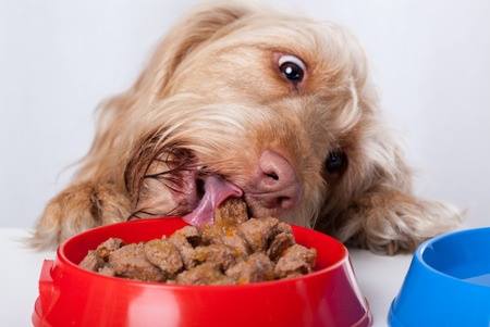 Tu Perro come demasiado rápido? Lee esto antes sea tarde