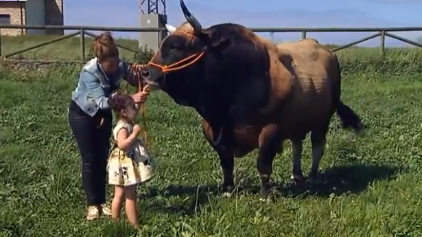 Toro ayuda a niña con síndrome Rett a conectar con el mundo