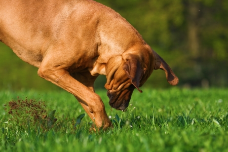 4 tips para evitar tu perro excave hoyos en el jardín