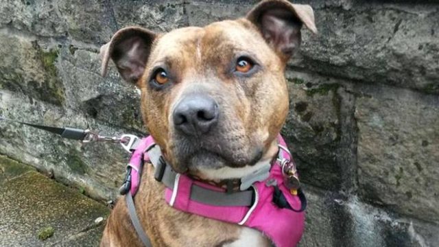 Staffordshire bull terrier con epilepsia rechazado seis años será estrella en película “Transformers“