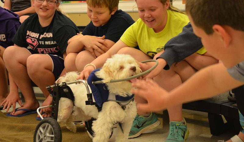 Perro ciego y discapacitado ayuda a niños superar bullying