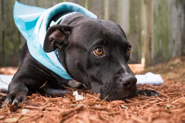 perro sin patas ayuda a personas