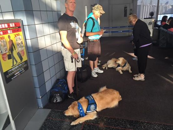 perros terapeutas viajan a orlando 2