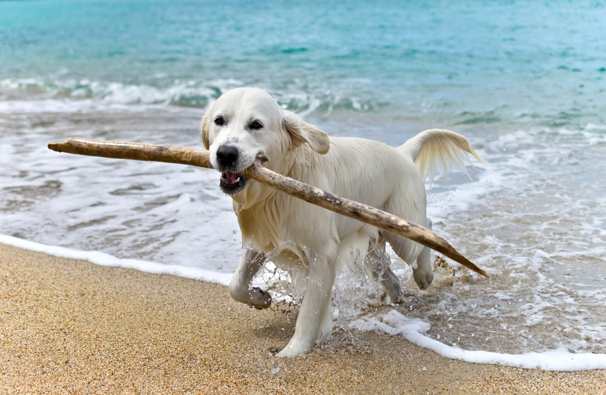 Las mejores 10 Playas para perros en España