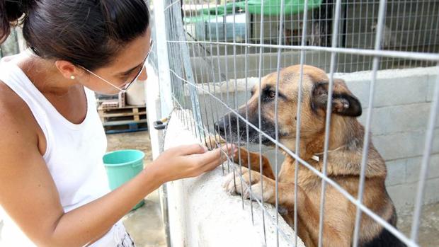 Casi 50% de perros rescatados en España logran ser adoptados