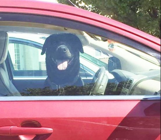 salvan perro atrapado en auto caliente