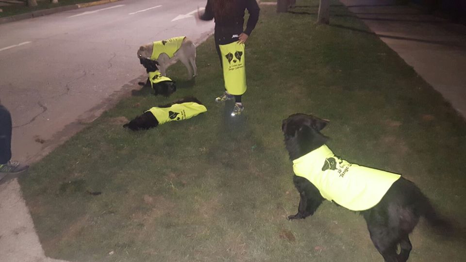 Protegen perros sin casa de conductores y del frio con chalecos antireflejantes