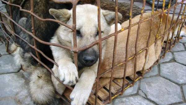 Hidalgo, México aprueba castigar con cárcel maltrato animal