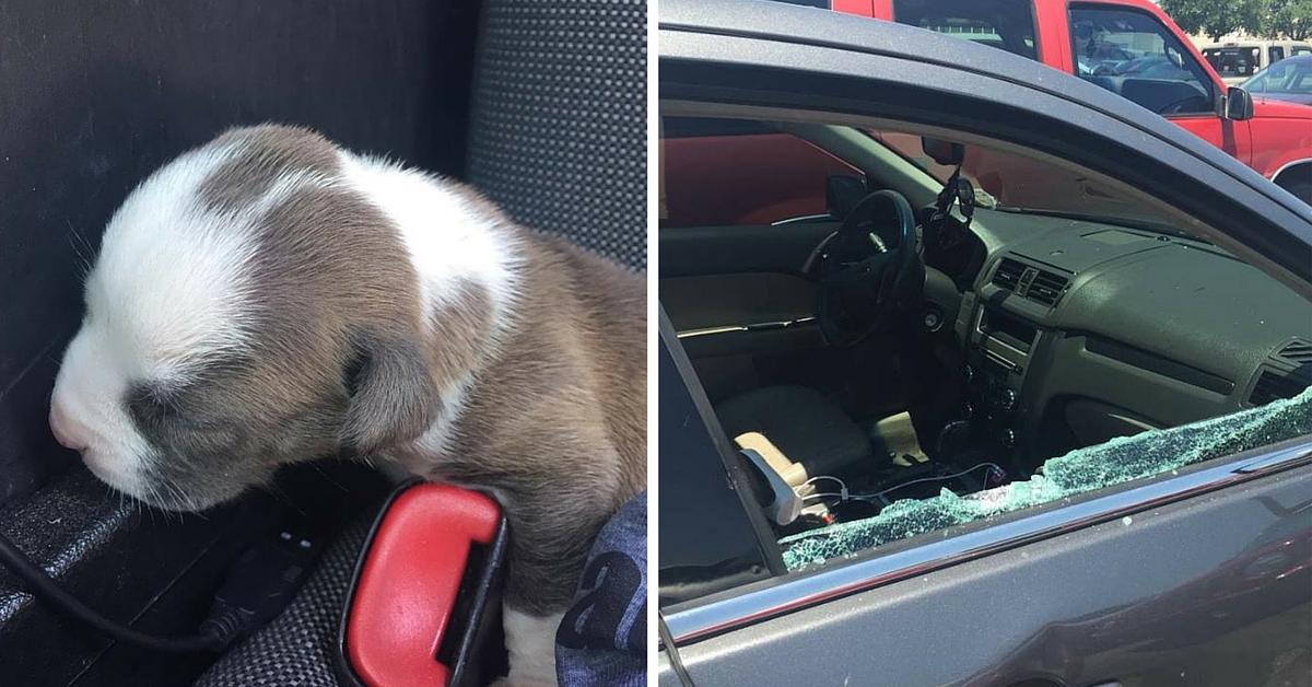 Policía rompe ventana de auto para salvar cachorro de golpe de calor