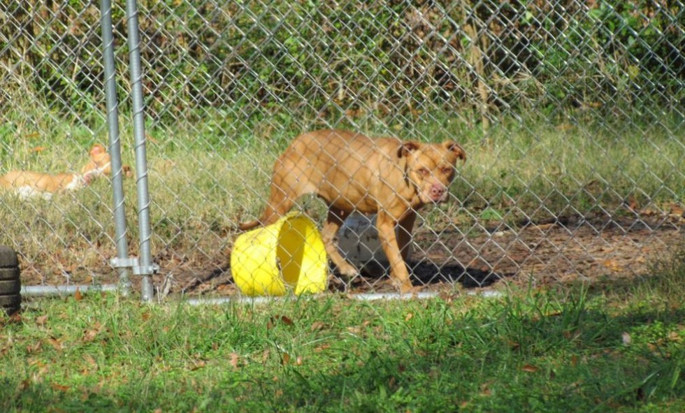 Mujer trató de salvar a perro maltratado por dos años hasta lograrlo