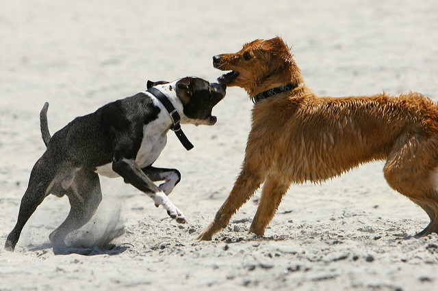 peleas de perros