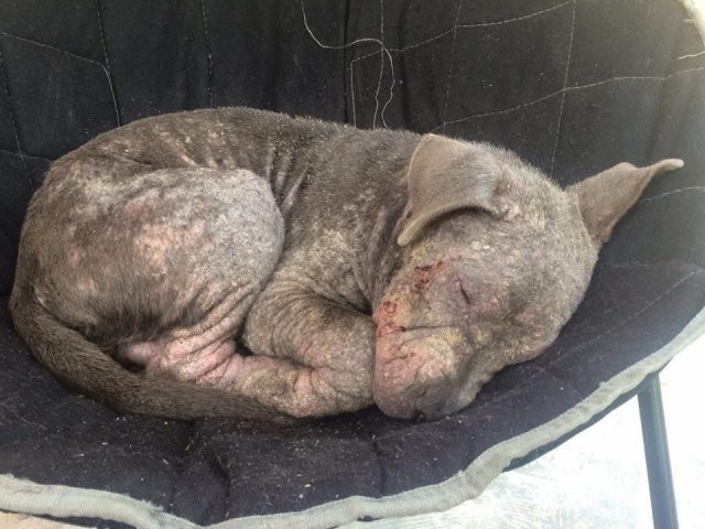 perro abandonado cambia por completo