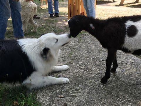 perro cuida granja 7