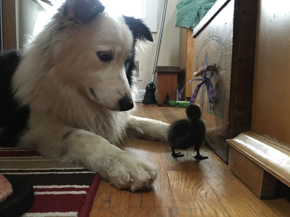 Perro rescatado es el cuidador de animales más tierno en santuario animal