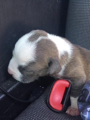 policía salva perro atrapado en auto