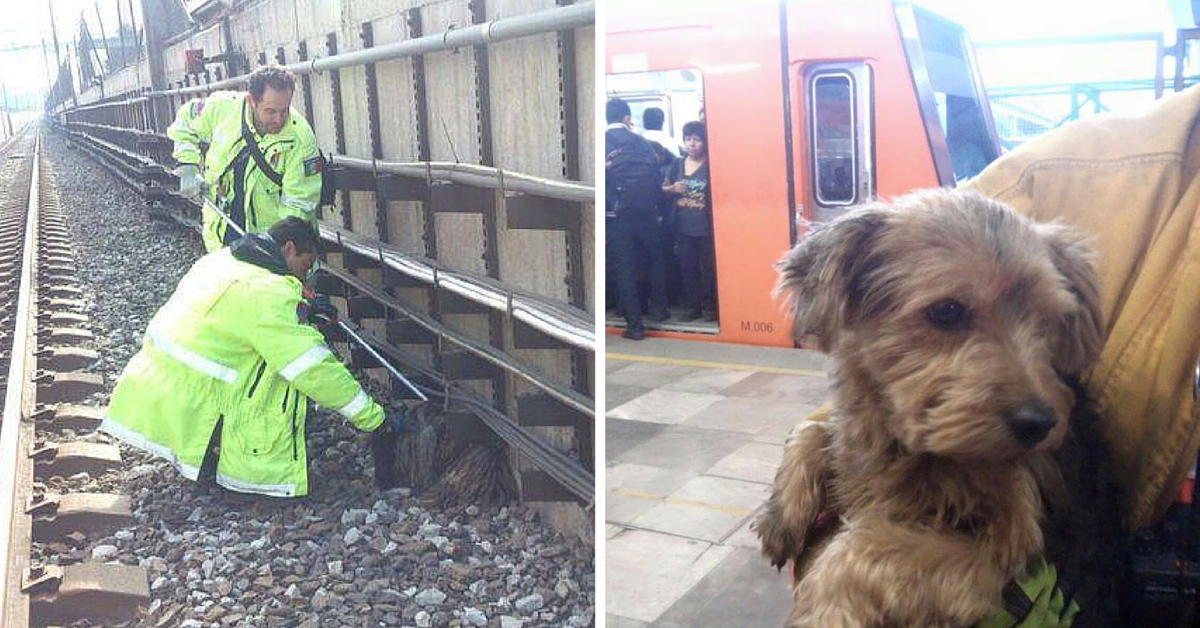 Los héroes salvaron 209 perros de las vias del metro en la Ciudad de México