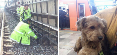 salvaron 209 perros de las vias del metro en la Ciudad de México