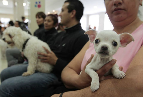 Anuncian creación segundo hospital público veterinario en Ciudad de México