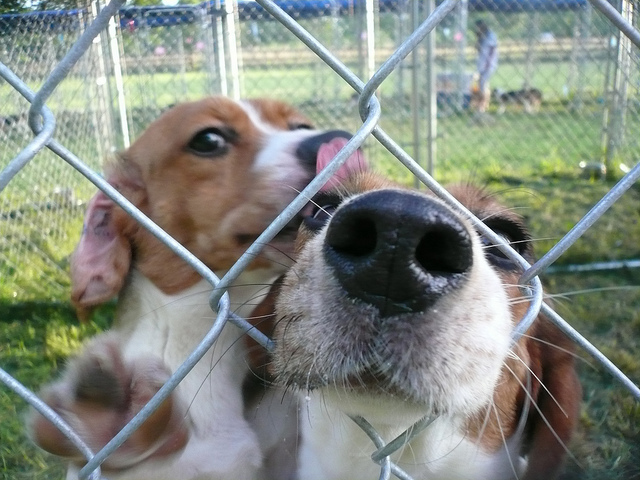 perros en regufios ayudan a superar desórdenes alimenticios