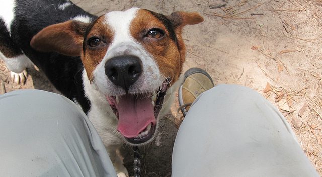 Cómo mi perro me ayudó a superar mis desórdenes alimenticios