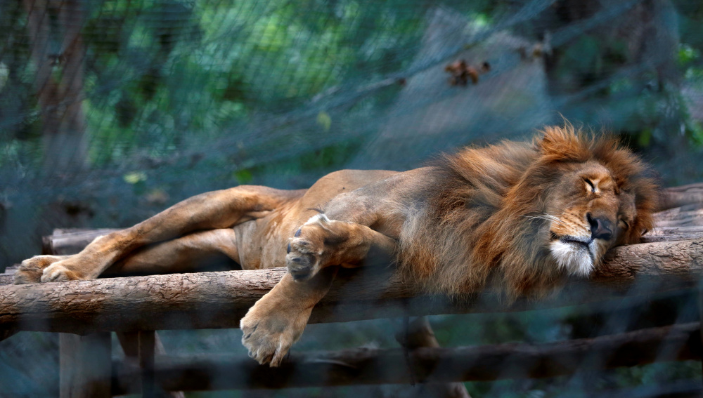 Animales en zoológico de Venezuela mueren por hambre
