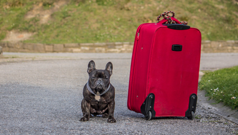 Demanda aerolínea por muerte de su perro y busca cambiar condiciones como viajan mascotas