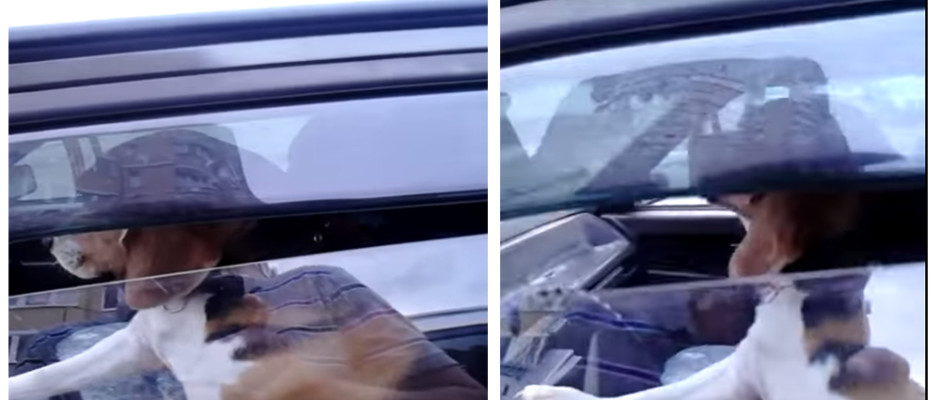 Perro encerrado en automóvil toca claxon para llamar a su dueño